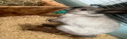 Mixed Breed rabbits for sale: Gorgeous little white and grey male rabbit  - Advert 2