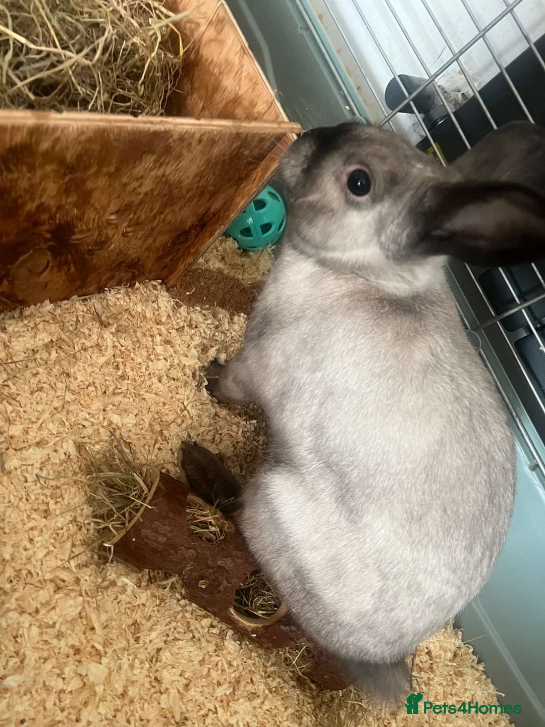 Mixed Breed rabbits for sale: Gorgeous little white and grey male rabbit  - Advert 2