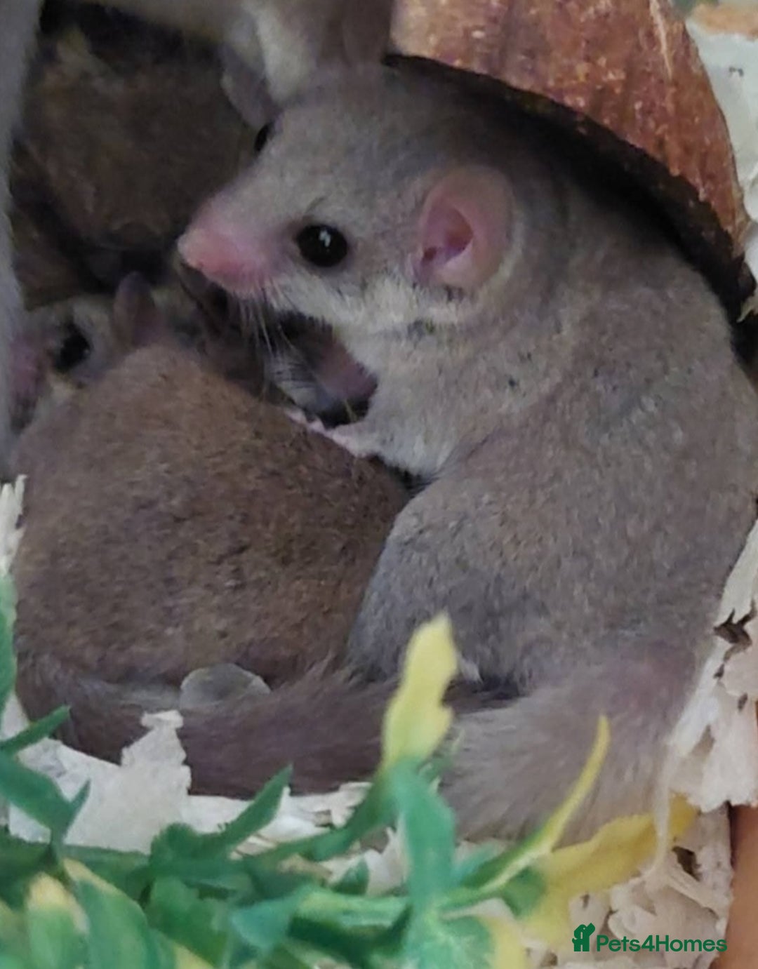 Mouse rodents for sale: 2 African pygmy Dormice  - Advert 2