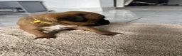 Boxer dogs for sale: 🐶KC Reg Boxer Puppies - Champion Bloodlines🐶 in Corby - Advert 25