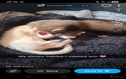 Ferret rodents for sale: 3 x male 6 month old ferrets (hob) - Image 4