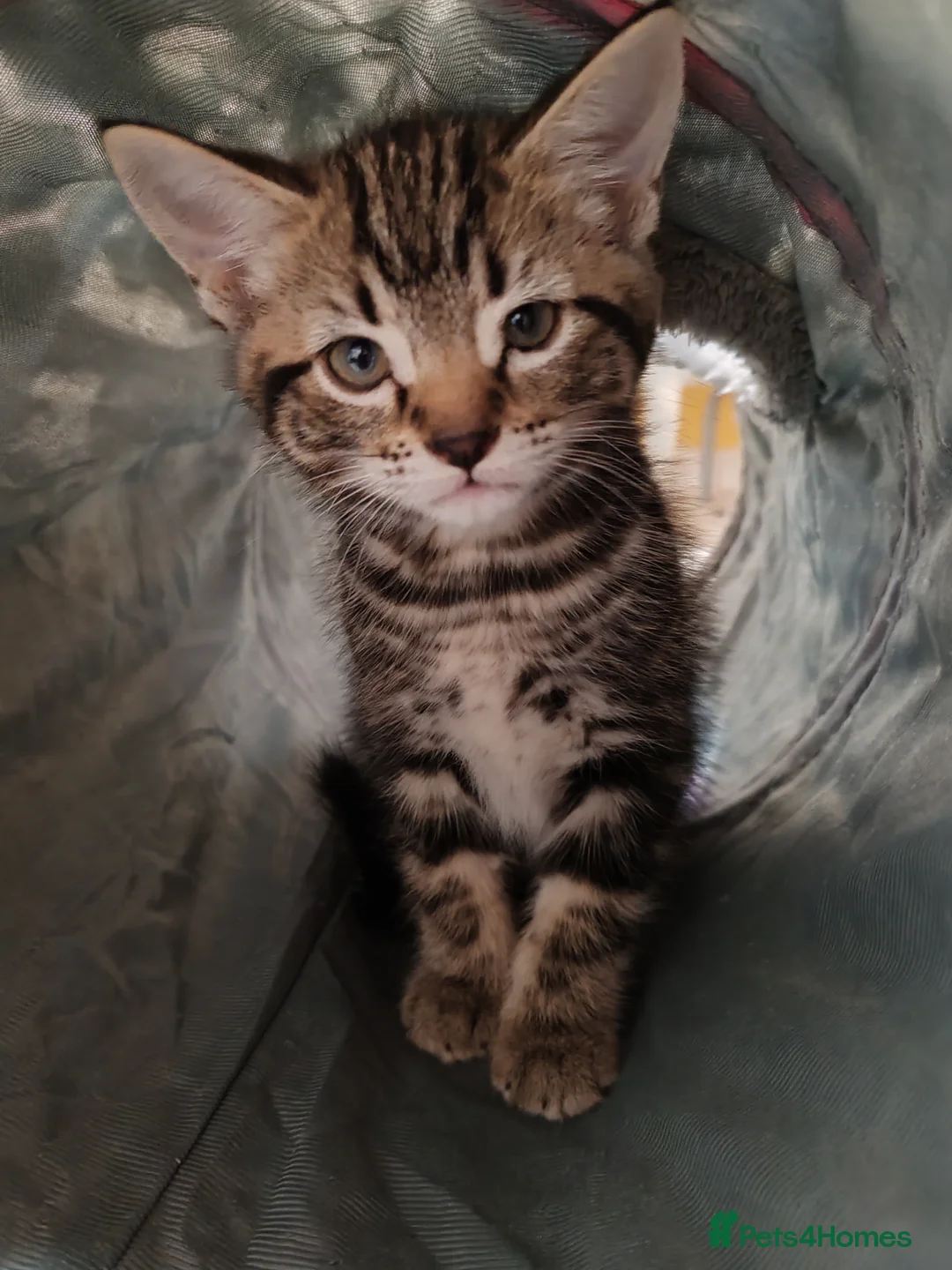 Mixed Breed cats for sale: Loving kittens are looking for a new home - Advert 15