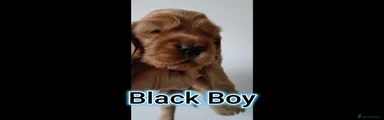 Cocker Spaniel Black Boy
