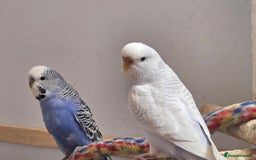 Budgerigars birds for sale: Budgies - Image 6