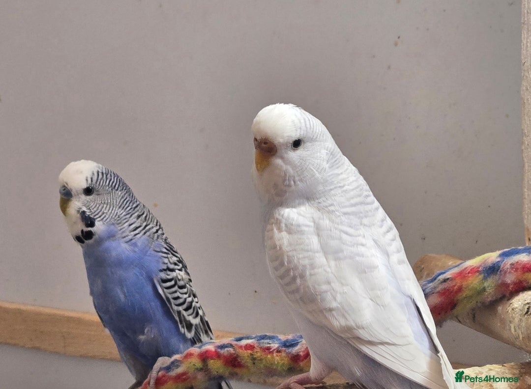 Budgerigars birds for sale: Budgies - Image 6