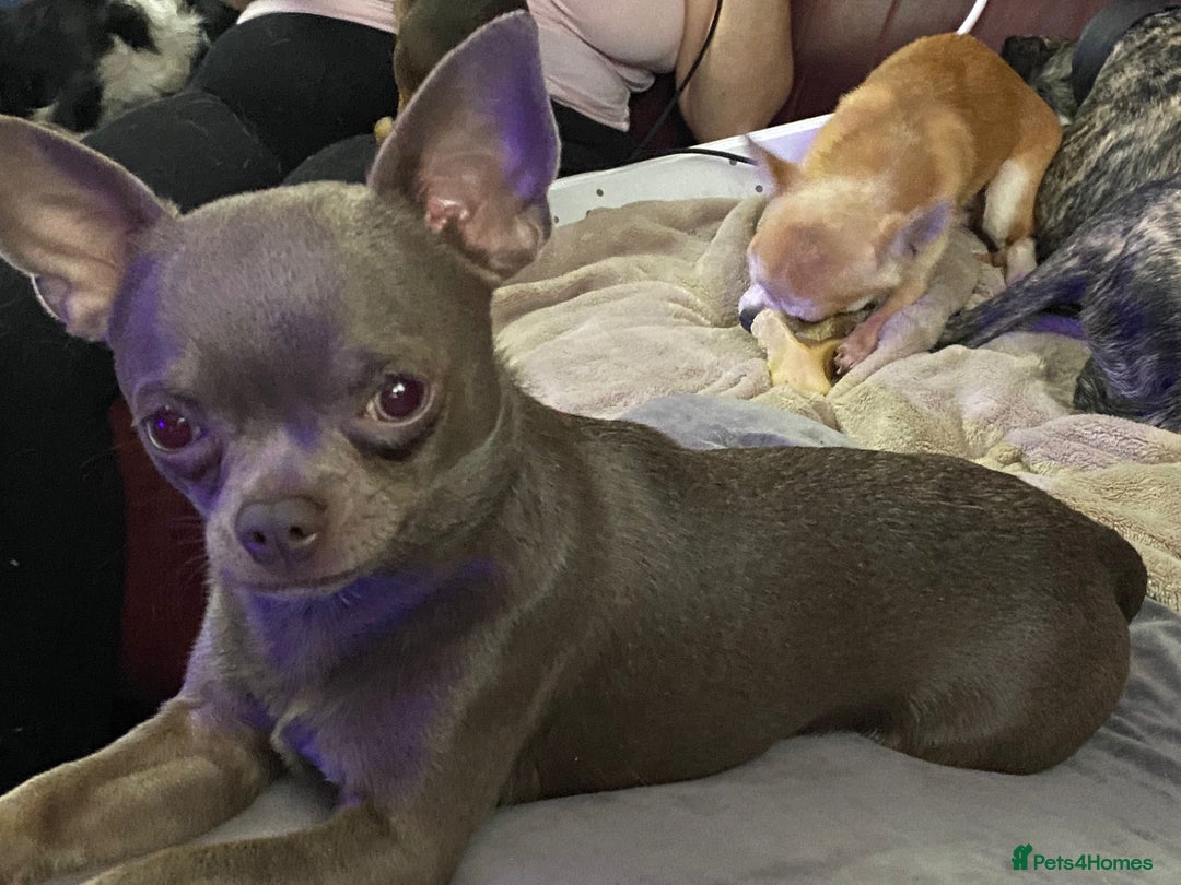 Chihuahua dogs for stud: Kc reg Lilac short coat for stud  in Bedford - Advert 7