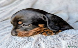 Miniature Dachshund dogs for sale: Genuine Short Haired Miniature Dachshund Puppies - Image 13