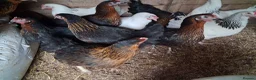 Chickens poultry for sale: Copper Nero hens - Advert 3