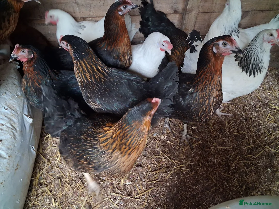 Chickens poultry for sale: Copper Nero hens - Advert 3