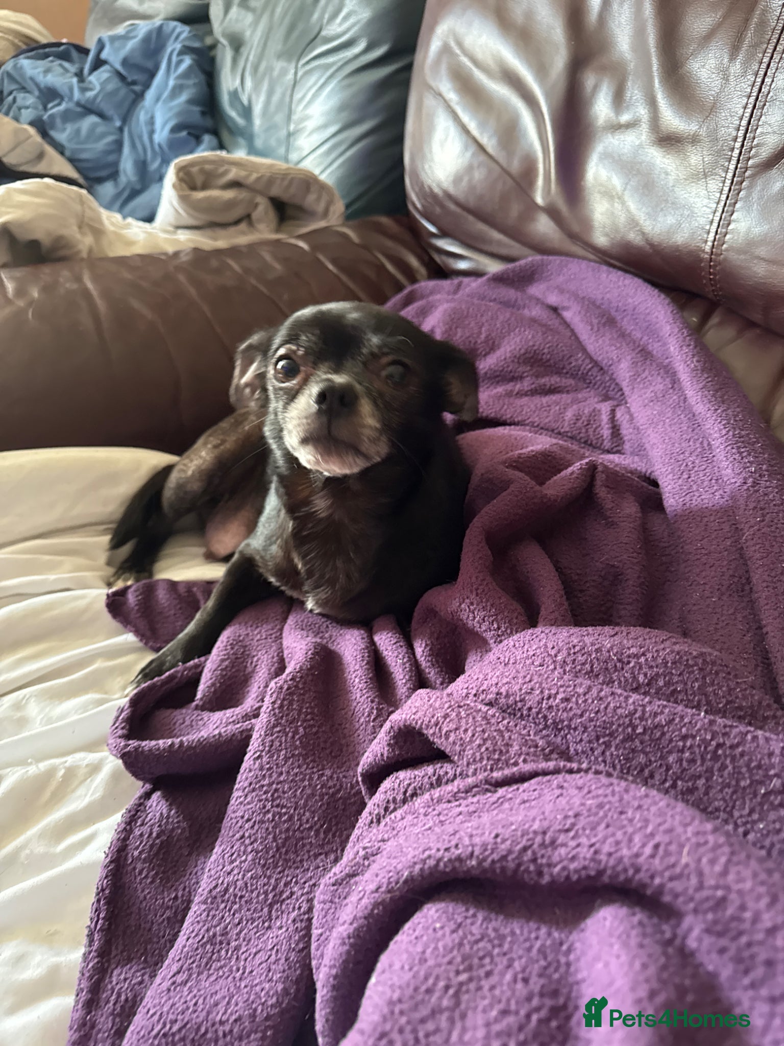 Chihuahua dogs Last one left smooth chocolate chi boy - Advert 18