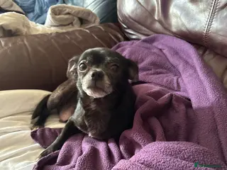 Chihuahua dogs Last one left smooth chocolate chi boy - Advert 11