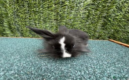 Mini Lion Lop rabbits for sale: Adorable Mini Lion Lops - Image 14