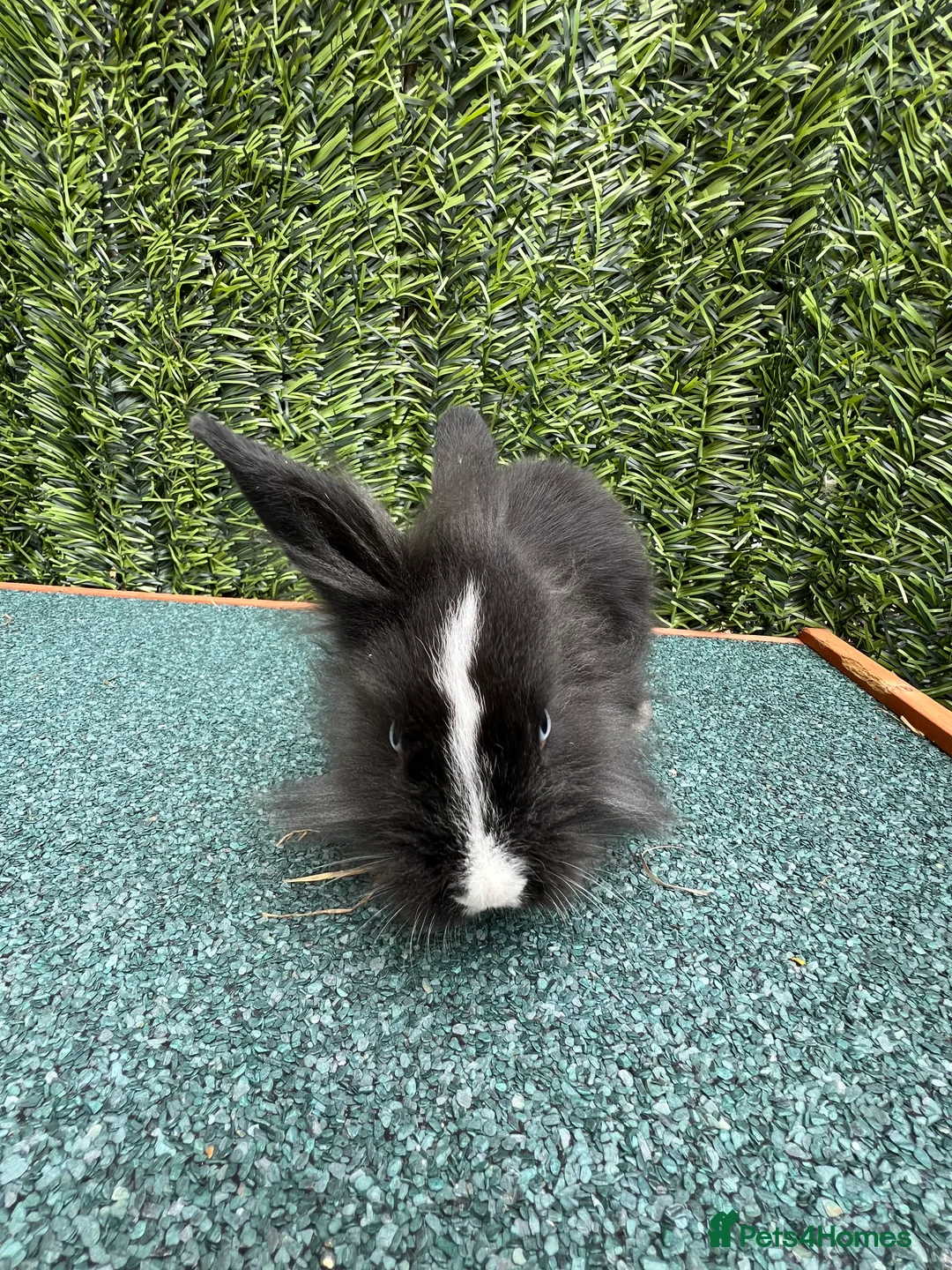 Mini Lion Lop rabbits for sale: Adorable Mini Lion Lops - Advert 4