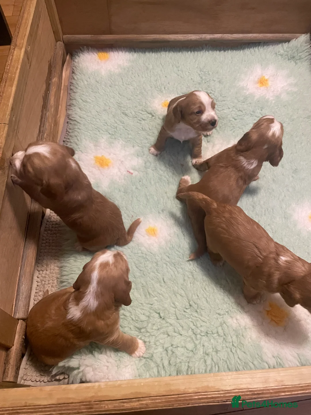 Cocker Spaniel dogs for sale: Cocker Spaniel Pups - working - Advert 1