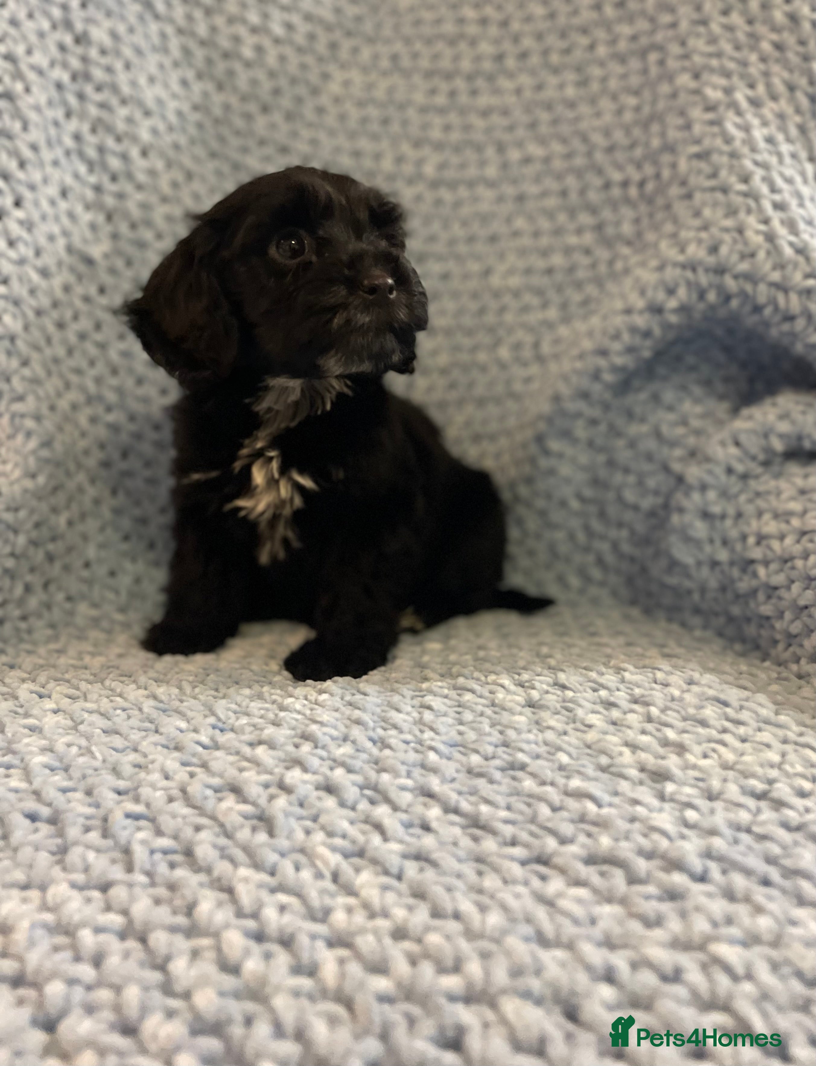 Cockapoo dogs Beautiful F1 cockapoos ready now for new homes  - Advert 6