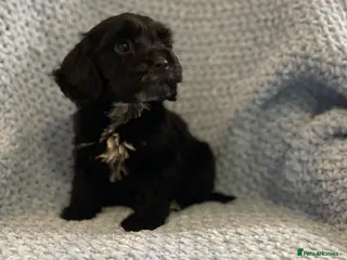 Cockapoo dogs Beautiful F1 cockapoos ready now for new homes - Advert 6