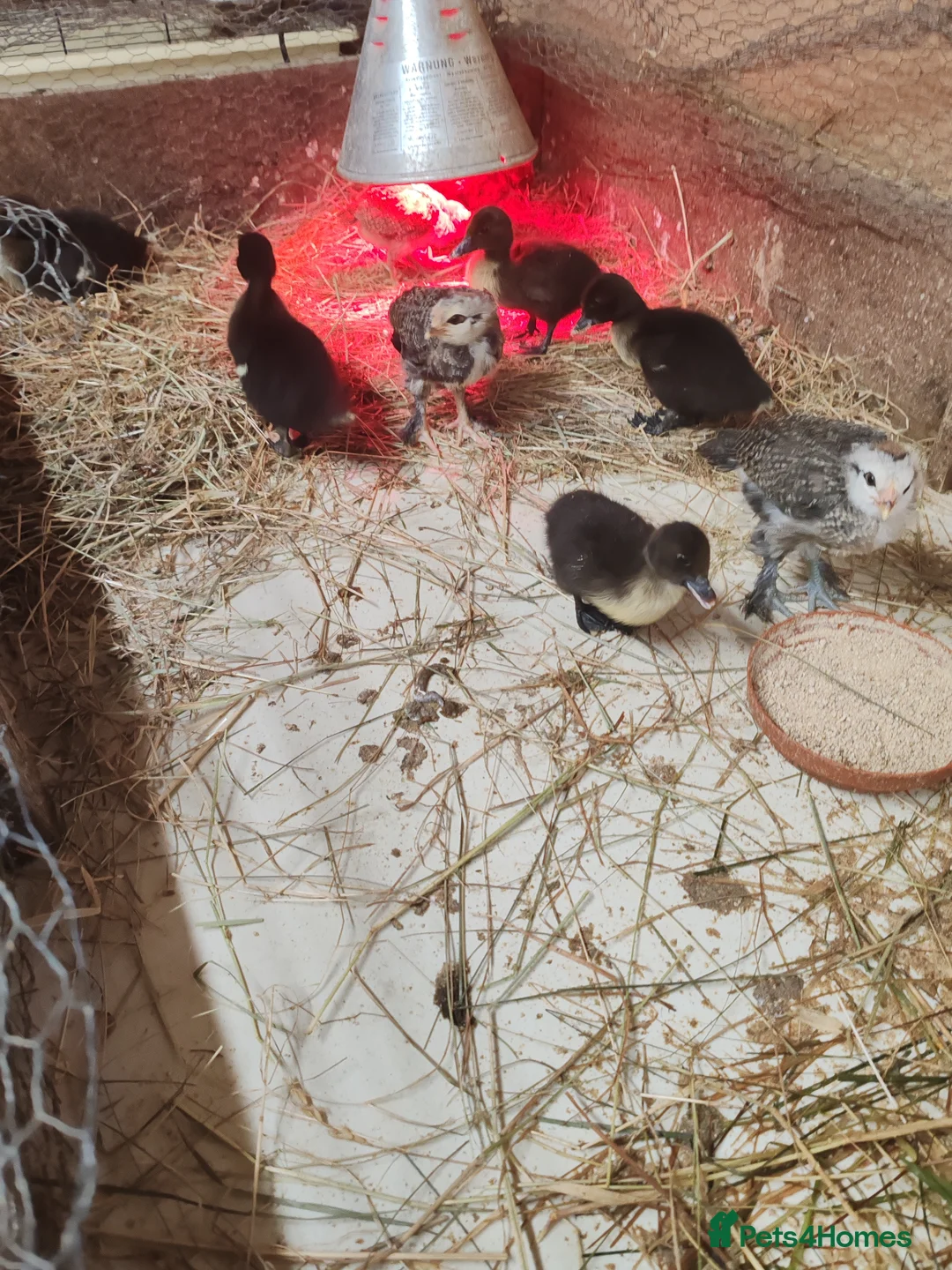 Ducks poultry for sale: Muscovy ducklings and chicks  - Advert 1