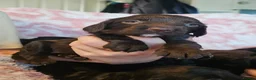 Sprocker dogs for sale: Beautiful litter of spocker pups for sale - Advert 6