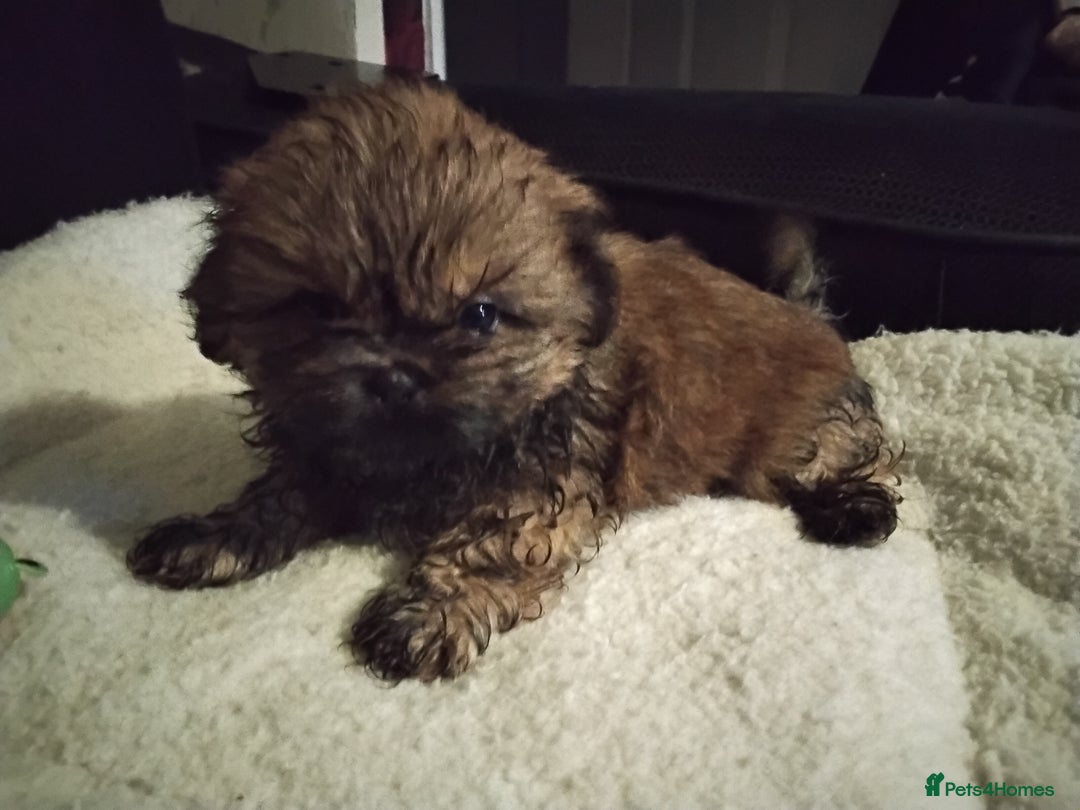 Shih Tzu dogs for sale: Quality Half Imperial Shitzu Puppies.  - Image 9