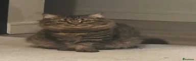 British Longhair 1