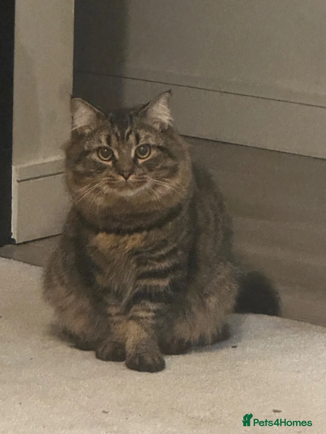 British Longhair cats for sale: 💙 meet churro 💙 in Wolverhampton - Advert 2