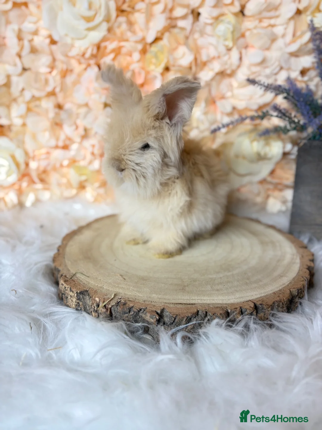 Angora rabbits for sale: 🌟 PEDIGREE ENGLISH ANGORA 🌟 - Advert 6
