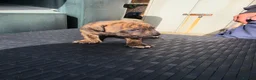 Mixed Breed dogs for sale: Mixed breed  - Advert 7