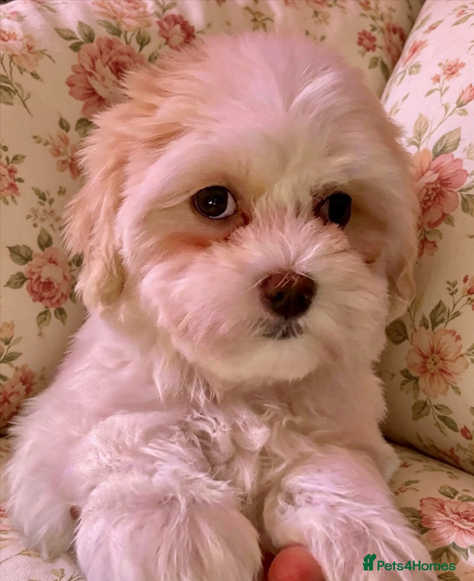Maltipoo dogs Quality F1 Maltipoo puppies ready to leave! - Advert 5