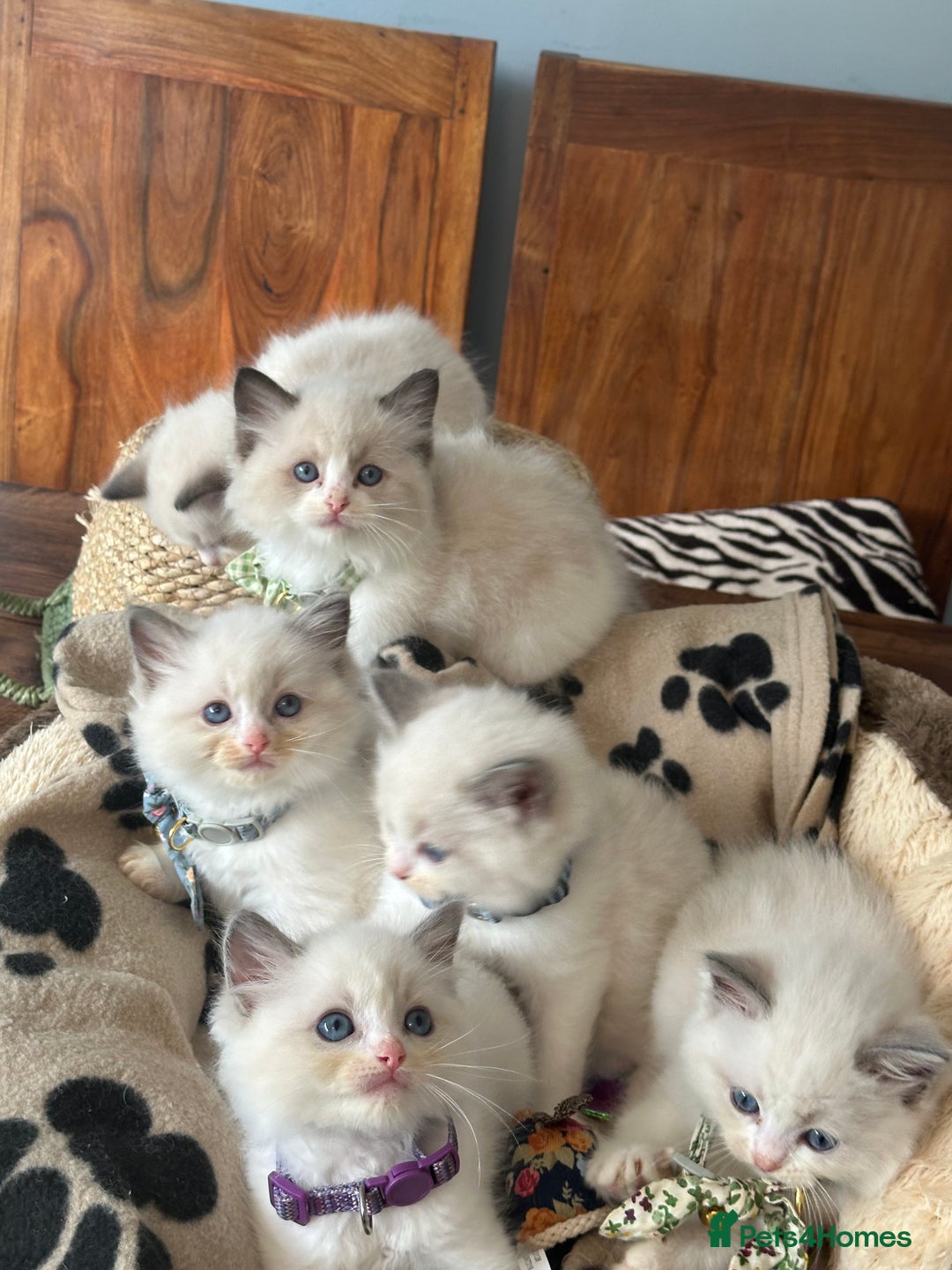 Ragdoll cats for sale: TICA Registered Ragdoll Kittens - Image 31