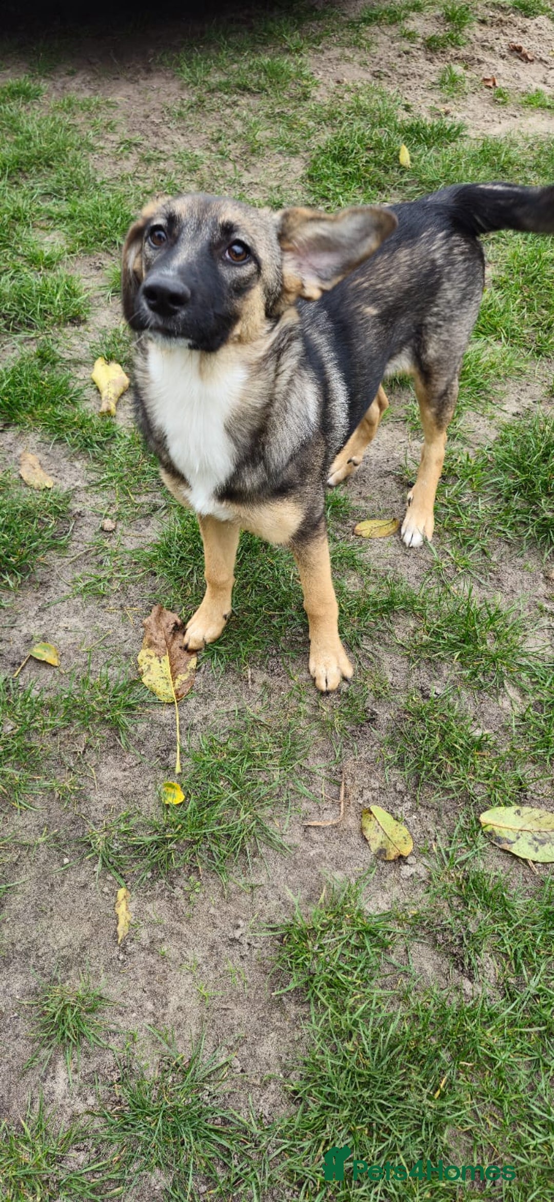 Mixed Breed dogs for adoption: 💖🐶 AMAYA 🐶💖 - Image 6