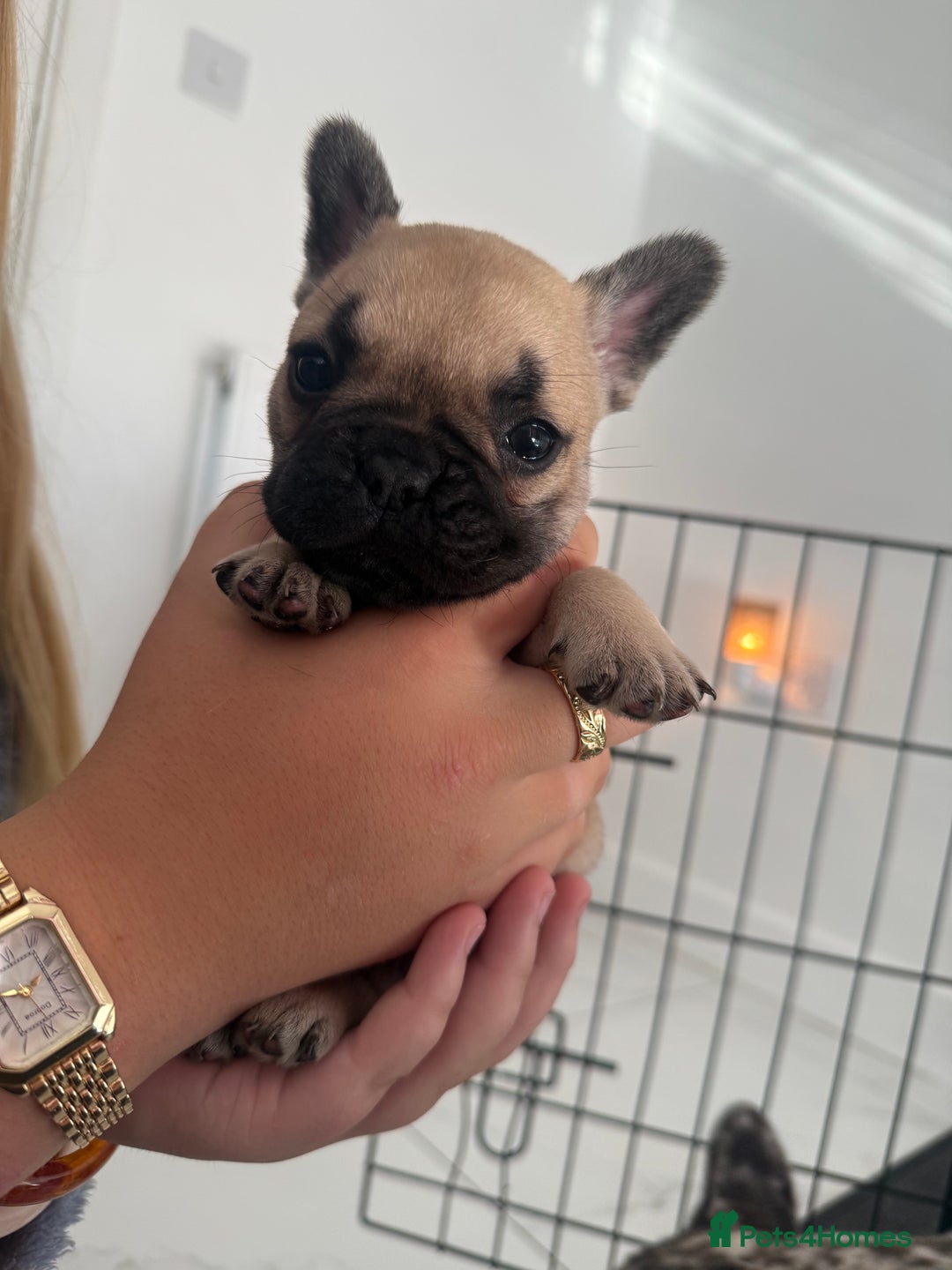 French Bulldog dogs for sale: Two beautiful girls still available  - Image 3