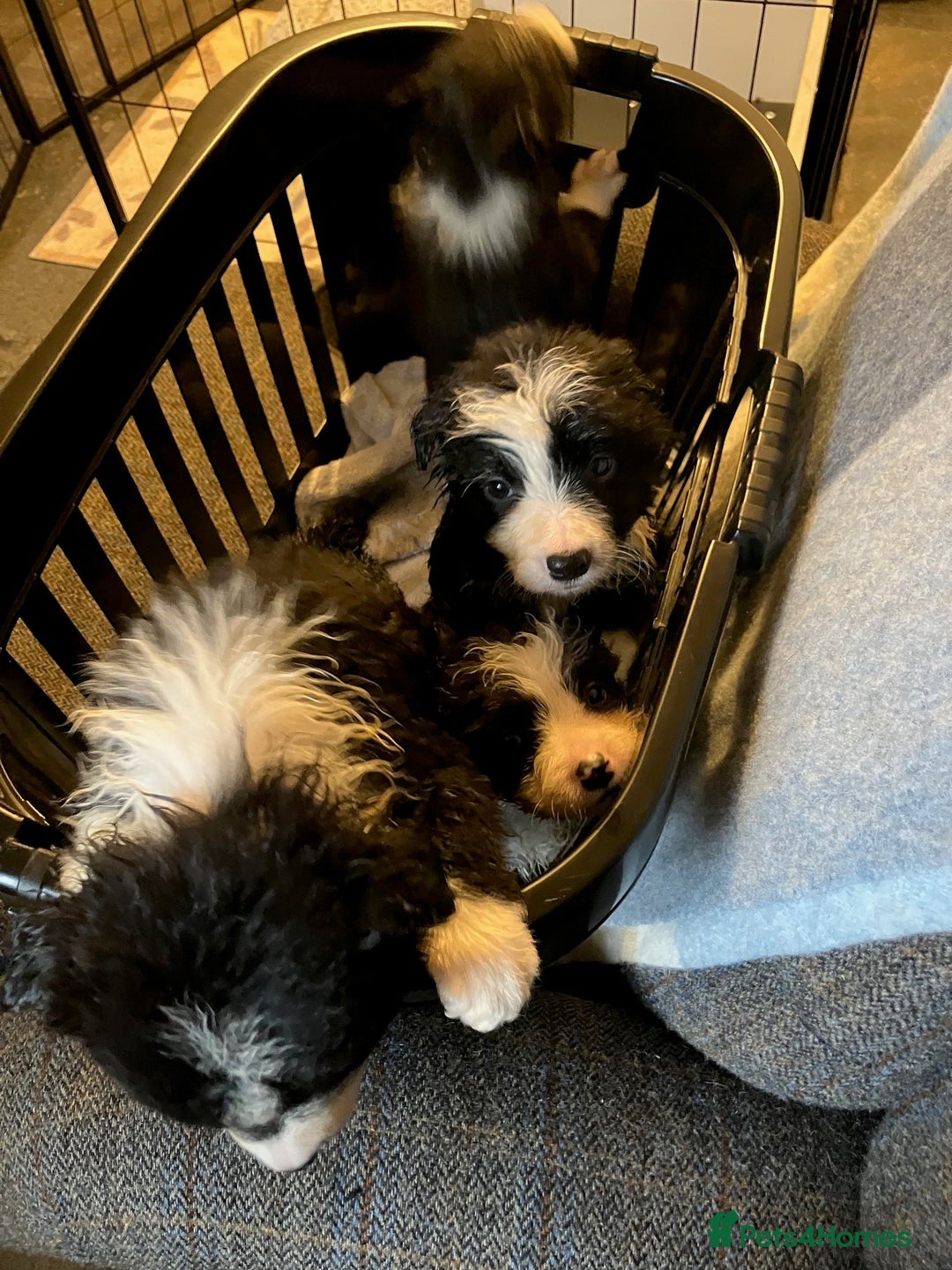 Border Collie dogs for sale: Border Collie Puppies  - Advert 7