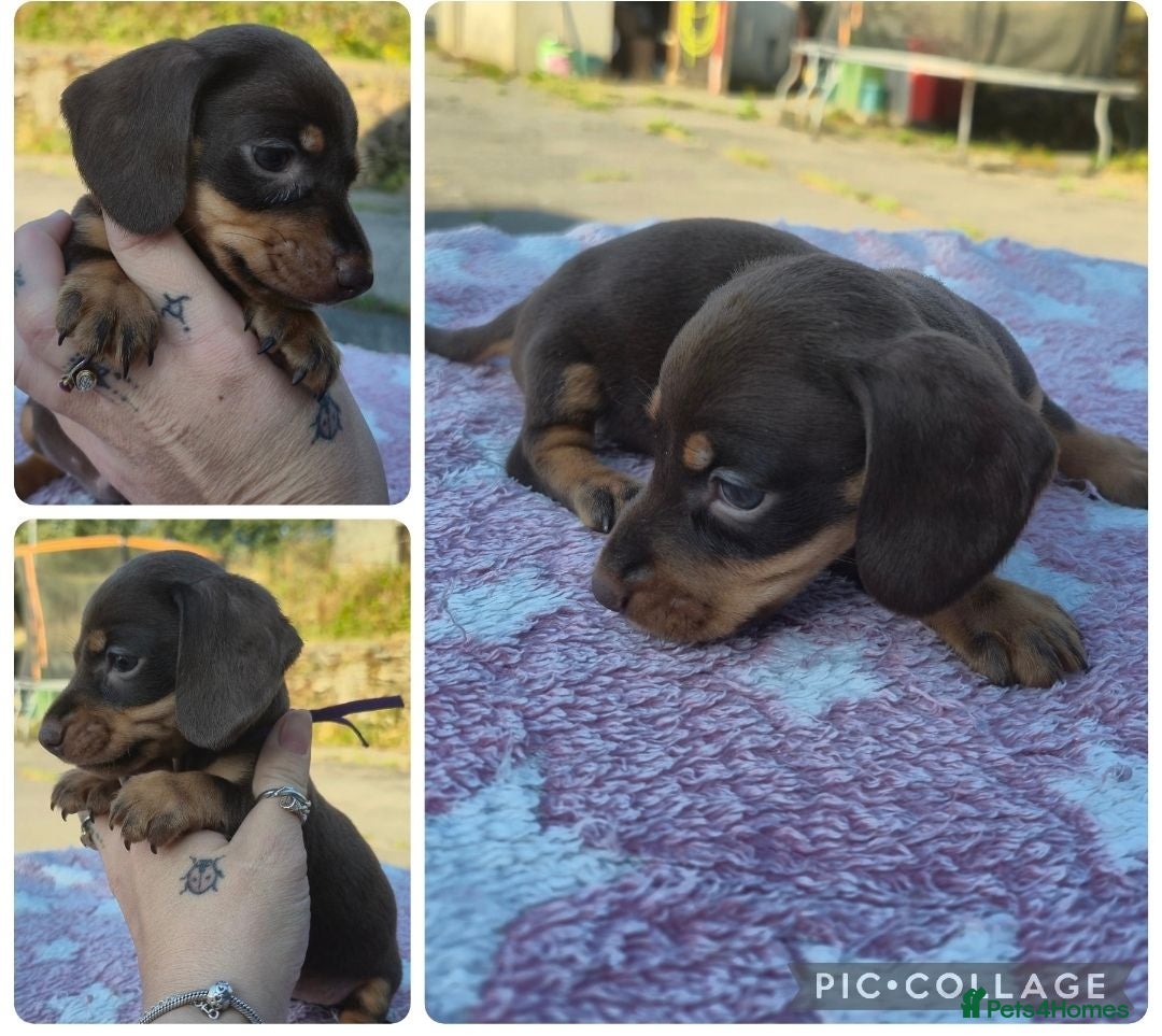 Miniature Dachshund dogs *LAST GIRL* PRA CLEAR MINIATURE DACHSHUND GIRLS - Advert 5