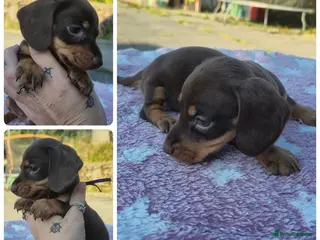 Miniature Dachshund dogs *LAST GIRL* PRA CLEAR MINIATURE DACHSHUND GIRLS - Advert 5