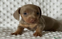 Miniature Dachshund dogs for sale: KC Miniature Isabella Dachshunds PRA Clear - Image 5