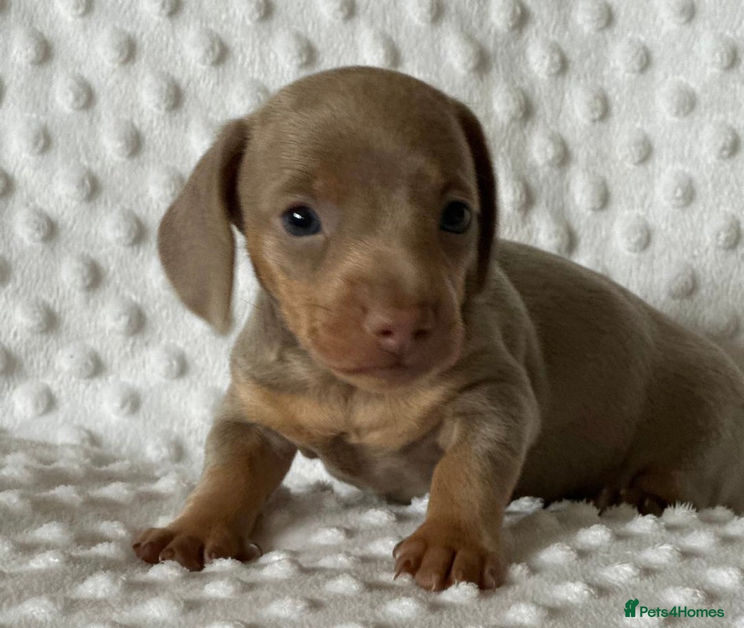 Miniature Dachshund dogs for sale: KC Miniature Isabella Dachshunds PRA Clear - Image 5