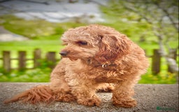 Cavapoo dogs for stud: F1b 5.6kg Cavapoo stud. Devon 100% success in Winkleigh - Image 8