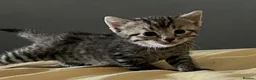 European cats for sale: 4 cute kittens in Bracknell - Advert 10