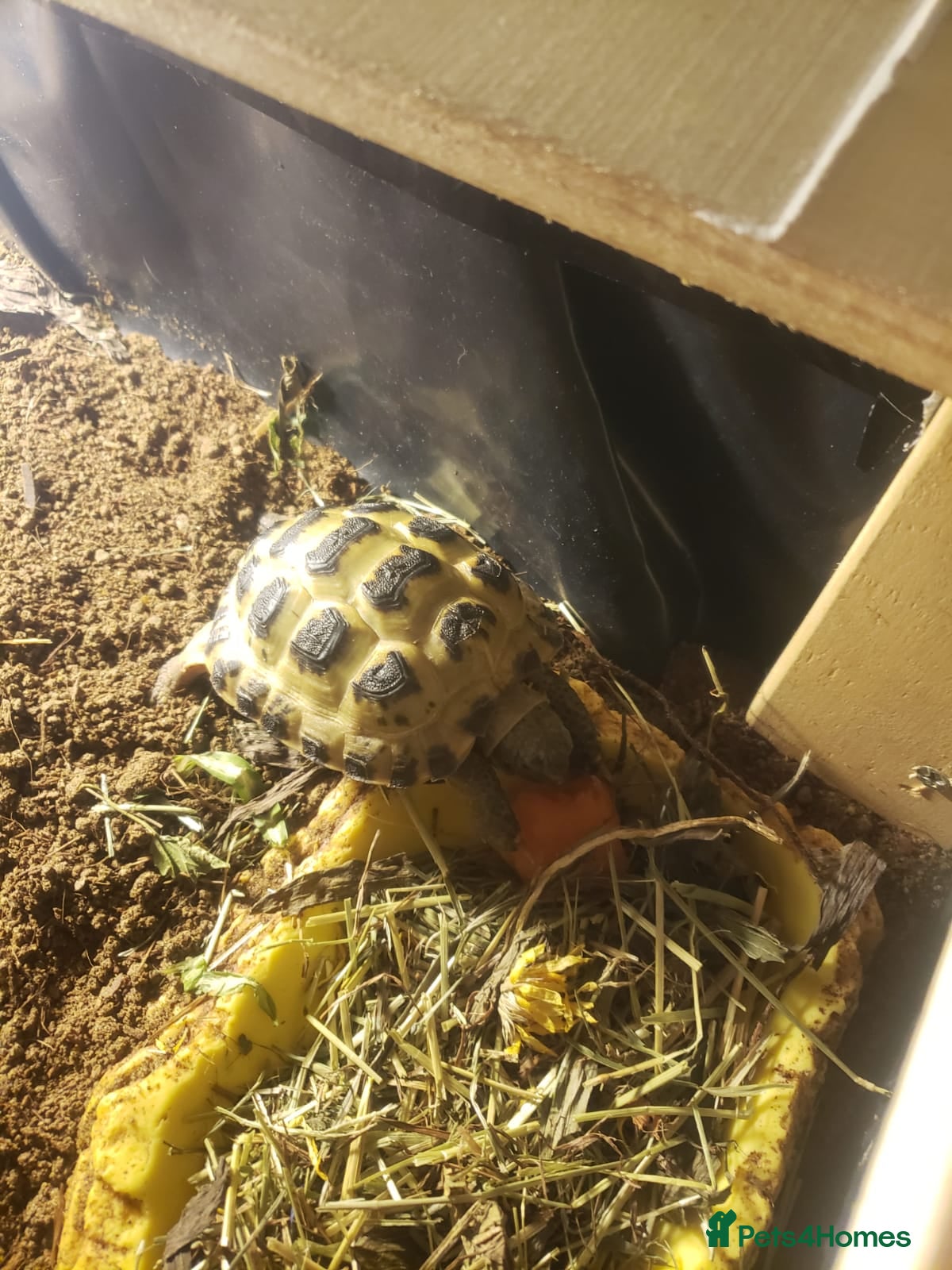 Tortoise reptiles Horsefield tortoise  - Advert 1