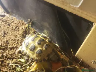 Tortoise reptiles Horsefield tortoise - Advert 1