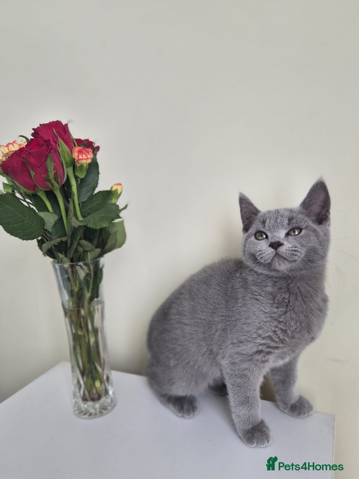 British Shorthair cats READY NOW! Adorable British shorthair kittens  😻 - Advert 1