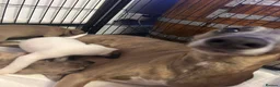 Mixed Breed dogs for sale: 3 Beautiful frenchbulldogxwhippets - Advert 13