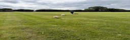 Goldendoodle dogs for sale: Fabulous Australian Doubledoodle Puppies  - Advert 10
