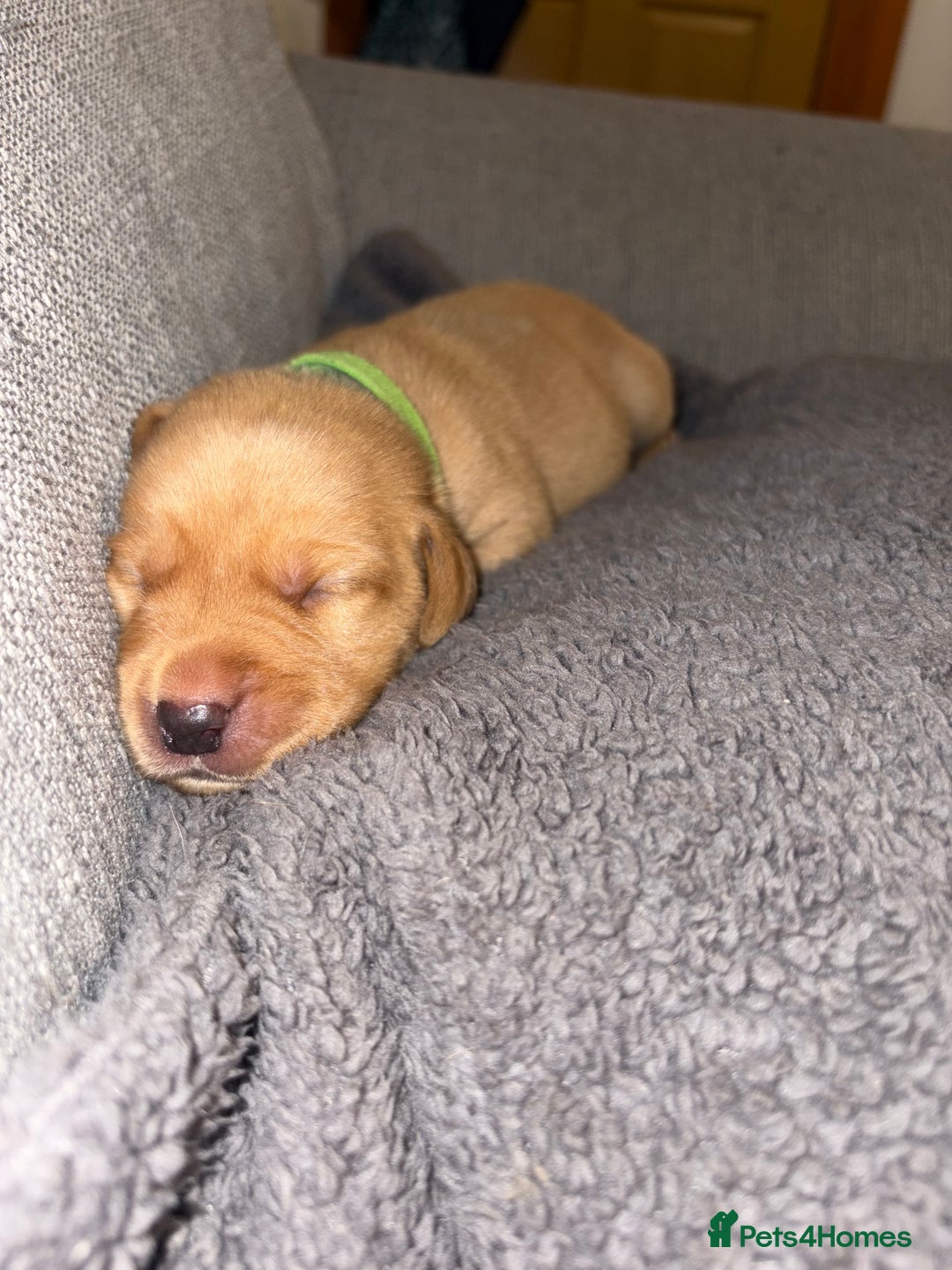 Labrador Retriever dogs for sale: Labrador Retriever Pups - Image 11