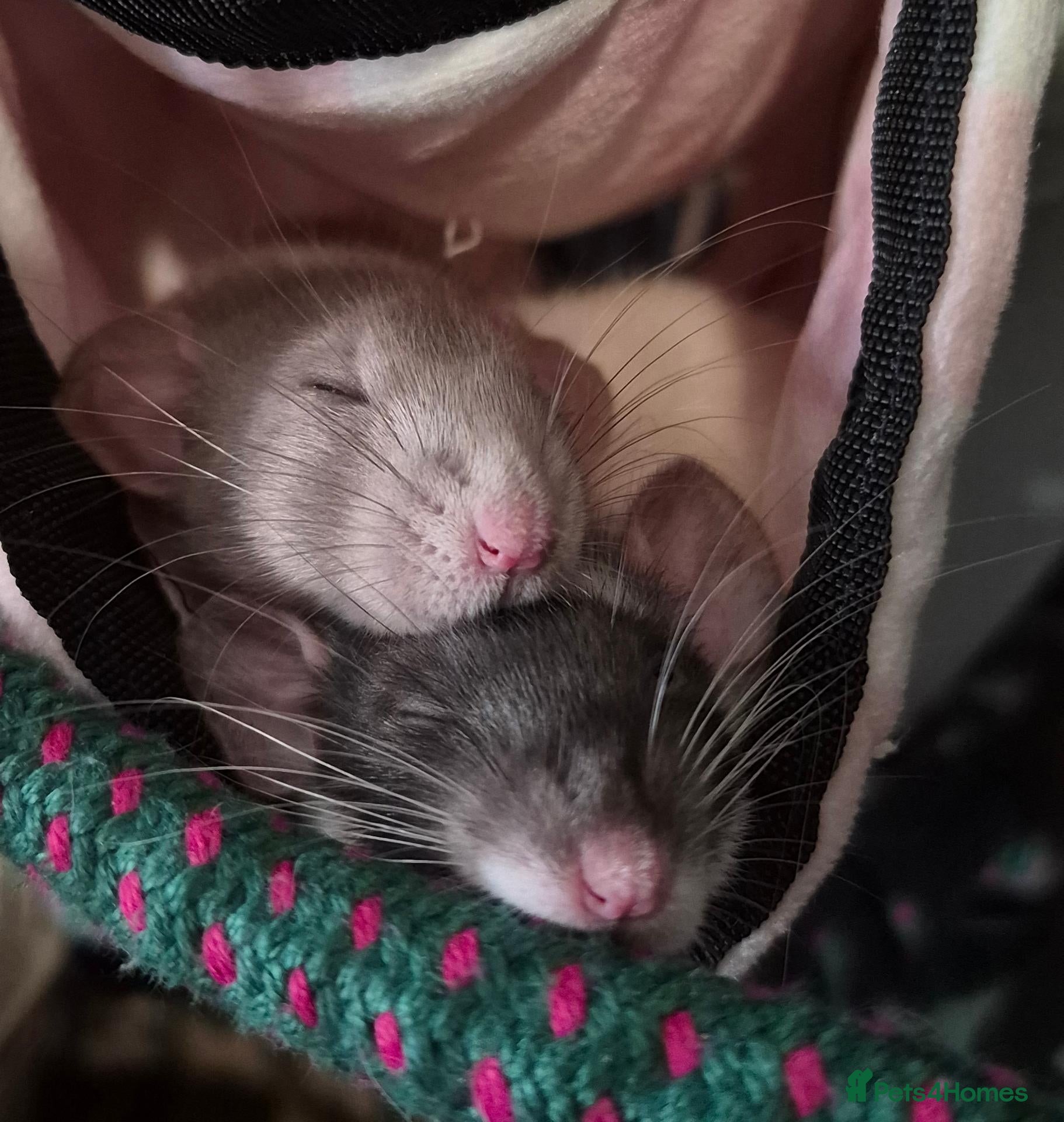 Rat rodents Rehome Female Dumbo Rats - Advert 1