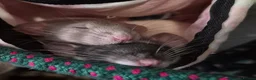 Rat rodents for sale: Rehome Female Dumbo Rats in Chester - Advert 1