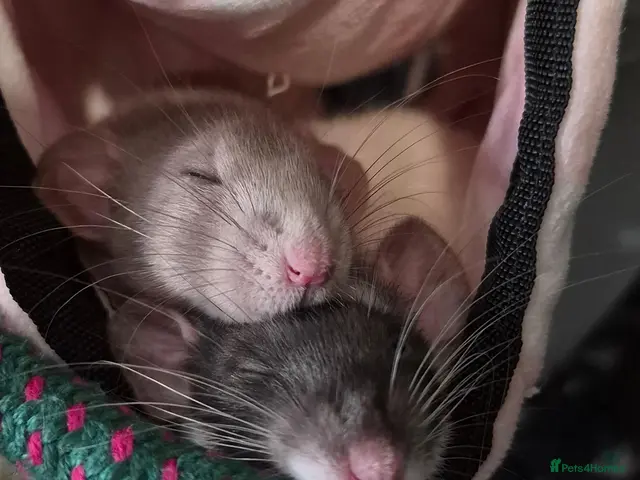 Rat rodents Rehome Female Dumbo Rats - Advert 1