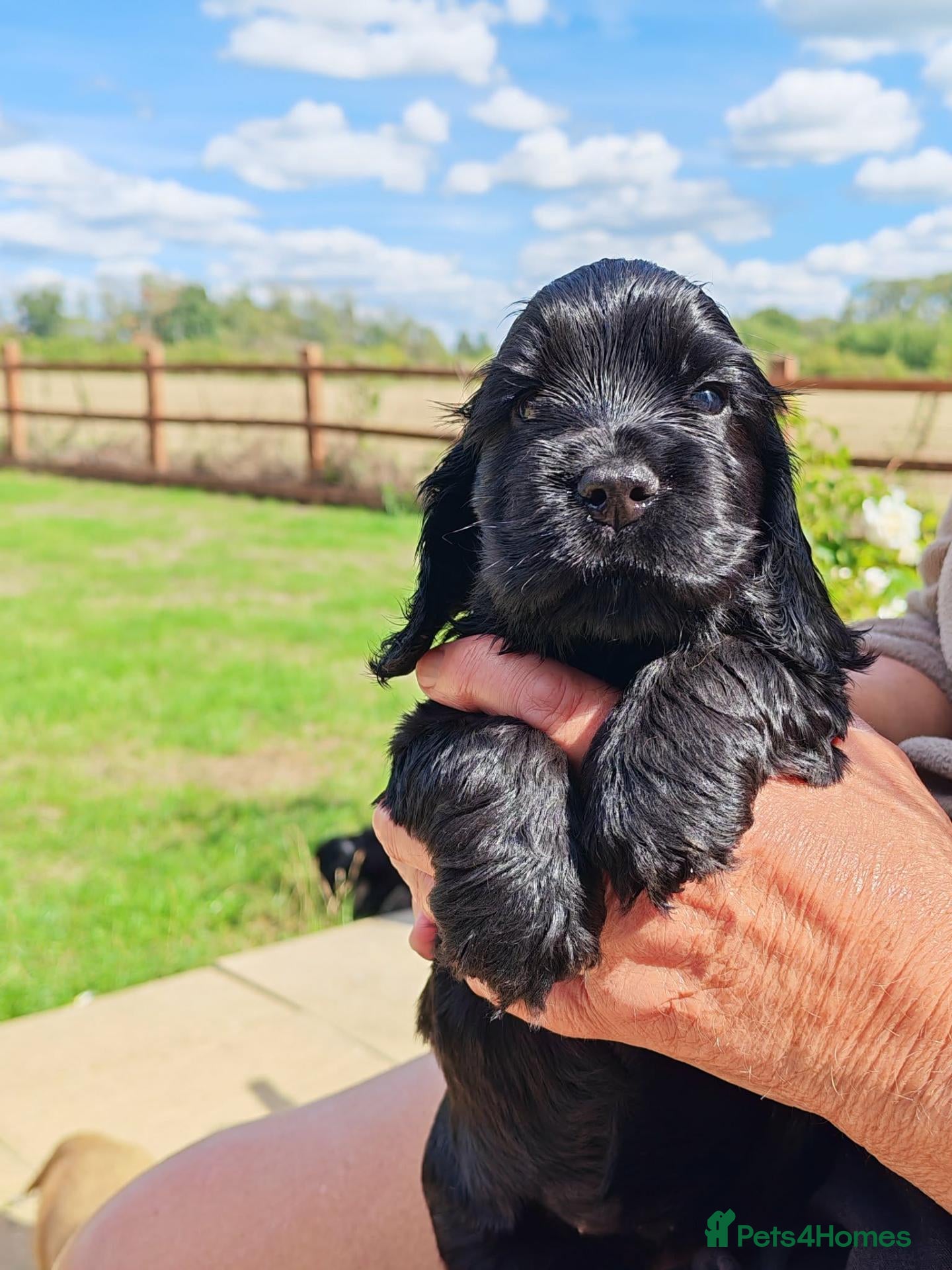 Cocker Spaniel dogs stunning  show type cocker spaniel puppies - Advert 2