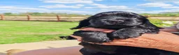 Cocker Spaniel dogs for sale: stunning  show type cocker spaniel puppies - Advert 1