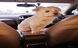 Maltipoo dogs for sale: Maltipoo puppy - 14 wks  - Image 11